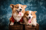 Desenhos de Corgis Jigsaw Puzzle para colorir