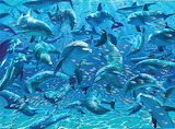 Dolphins Jigsaw Puzzle