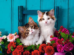 Kittens and Roses Jigsaw Puzzle
