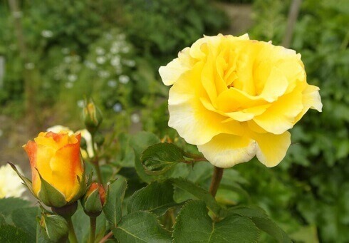 Light Yellow Roses Jigsaw Puzzle