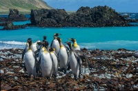 Desenhos de Macquarie Island, Australia Jigsaw Puzzle para colorir