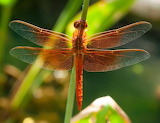 Orange Dragonfly Jigsaw Puzzle