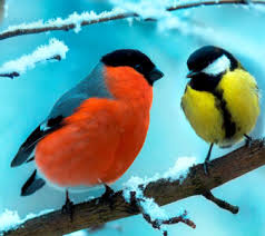 Desenhos de Snowbirds Jigsaw Puzzle para colorir