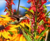 Summer Hummingbird Jigsaw Puzzle