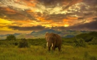 Alone Elephant Jigsaw Puzzle
