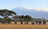 Amboseli National Park Jigsaw Puzzle