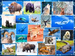 Animal Wildlife Jigsaw Puzzle