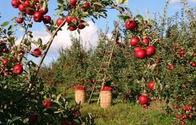 Apple Garden Jigsaw Puzzle