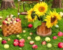 Desenhos de Apples and Sunflowers Jigsaw Puzzle para colorir