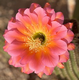 Arizona Cactus Bloom Jigsaw Puzzle