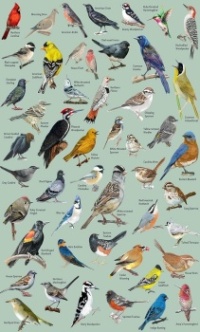 Backyard Birds of North America Jigsaw Puzzle