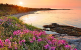 Beach Flower Wallpaper Jigsaw Puzzle