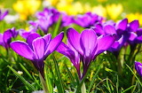 Beautiful Crocus Flower Jigsaw Puzzle