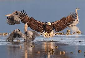 Beautiful Eagle Jigsaw Puzzle