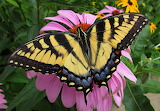 Beautiful Female Swallowtail Butterfly Jigsaw Puzzle