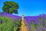 Beautiful Lavender Fields Jigsaw Puzzle