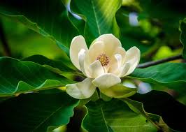 Beautiful Magnolia Jigsaw Puzzle