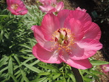 Beautiful Peony Flower Jigsaw Puzzle