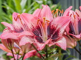 Beautiful Pink Flowers Jigsaw Puzzle