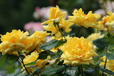 Beautiful Yellow Roses Jigsaw Puzzle