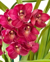 Desenhos de Beauty Orchid Red Jigsaw Puzzle para colorir