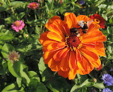 Bees and Zinnia Jigsaw Puzzle