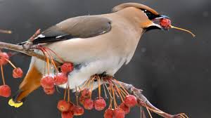 Bird on The Berry Jigsaw Puzzle