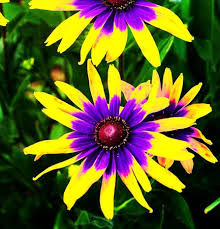 Black Eyed Susan Flower Jigsaw Puzzle 3