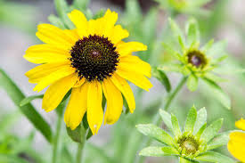 Black-eyed Susan Flower Jigsaw Puzzle