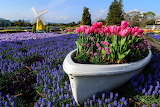 Blooming Garden Jigsaw Puzzle