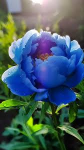 Blue Beauty Peony Flower Jigsaw Puzzle