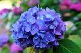 Blue Hydrangea Bloom Jigsaw Puzzle