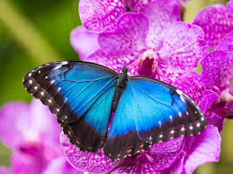 Blue Morpho Butterfly Jigsaw Puzzle