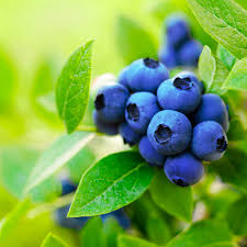 Blueberries on Bush Jigsaw Puzzle