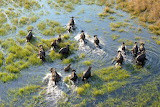 Buffalo in Okavango Delta, Botswana Jigsaw Puzzle
