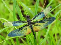 Butterfly Dragonfly Jigsaw Puzzle