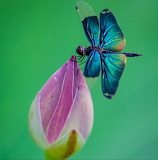 Butterfly Dragonfly on Flower Jigsaw Puzzle