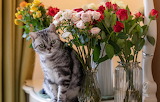Cat and Flowers Jigsaw Puzzle 3