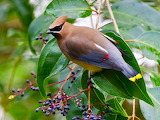 Cedar Waxwing Jigsaw Puzzle
