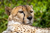 Cheetah Jigsaw Puzzle
