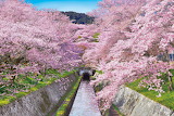 Desenhos de Cherry Blossom Canal, Shiga, Japan Jigsaw Puzzle para colorir