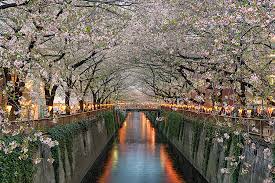 Desenhos de Cherry Blossoms in Meguro River, Japan Jigsaw Puzzle para colorir