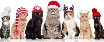 Christmas Cats Jigsaw Puzzle 3