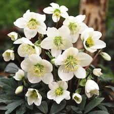 Christmas Rose Jigsaw Puzzle