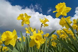 Clouds and Daffodils Jigsaw Puzzle