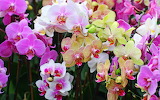 Colored Orchids Jigsaw Puzzle