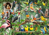 Colorful Birds Show Jigsaw Puzzle