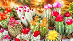 Colorful Cacti Jigsaw Puzzle