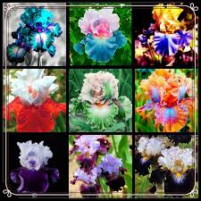 Colorful Iris Flower Jigsaw Puzzle