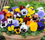 Colorful Pansies Flower Jigsaw Puzzle